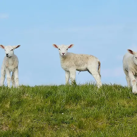 Sonnenblumenhaus Nieby (Nieby, Schleswig-Flensburg)